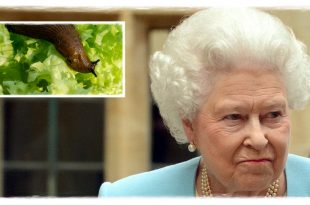 The Queen Once Discovered A Slug In Her Salad, Her Reaction Was Priceless