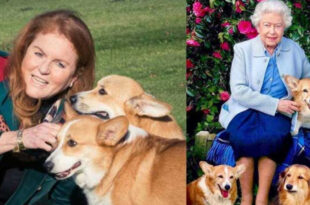 Sarah Ferguson Shares Heartwarming Update on Late Queen's Corgis on Commemorative Day