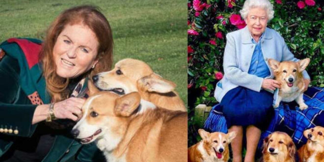 Sarah Ferguson Shares Heartwarming Update on Late Queen's Corgis on Commemorative Day