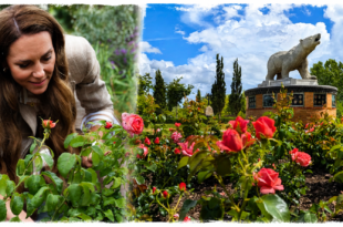 Princess of Wales roses blooming for the first time at the National Memorial Arboretum