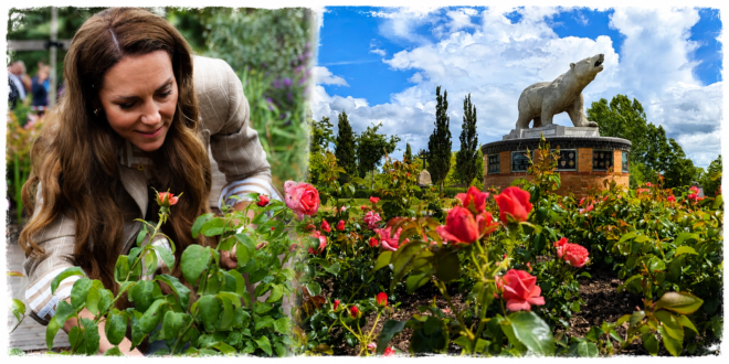Princess of Wales roses blooming for the first time at the National Memorial Arboretum