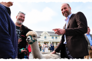 Prince William smiling as he strokes alpacas during his visit to Princetown on Dartmoor